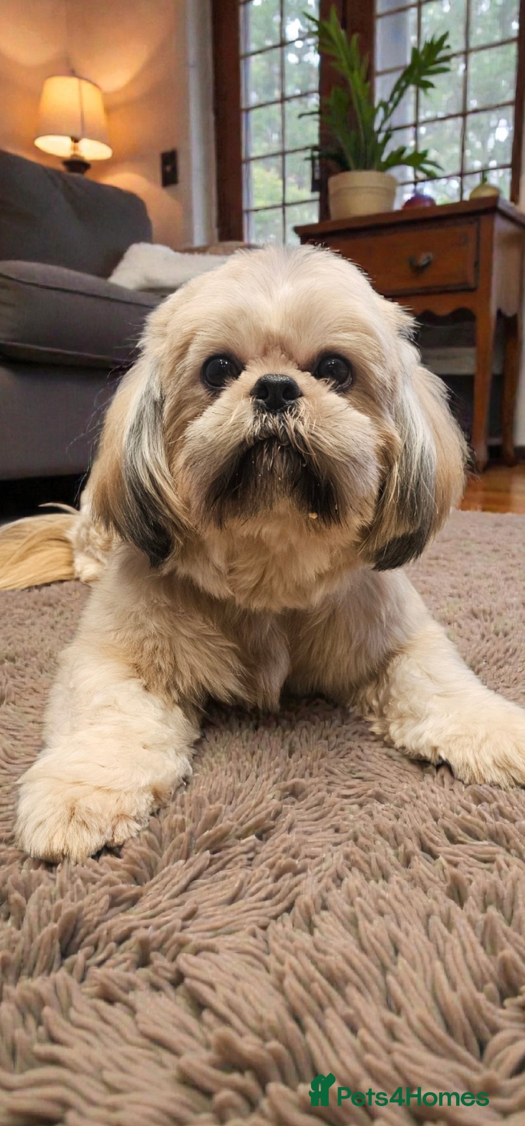 Shih Tzu dogs 💞ADULT SHIH TZU 💞 - Advert 8