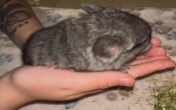 Chinchilla rodents for sale: { Still available female med ebony kit )  £80  - Image 2
