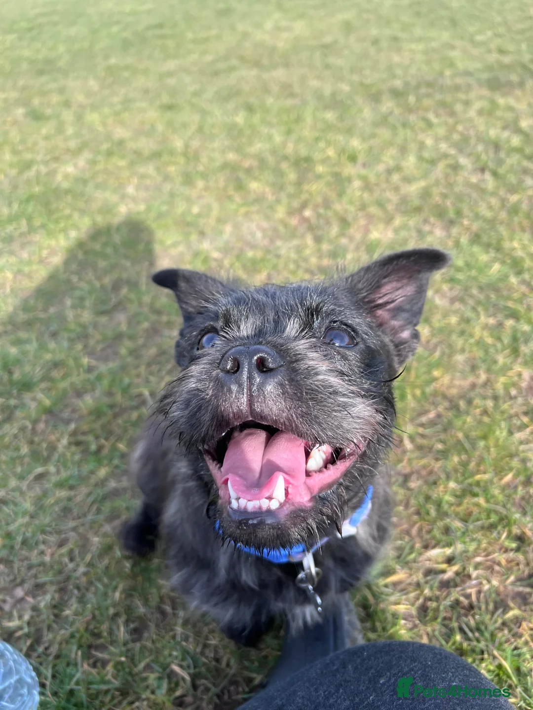 Mixed Breed dogs for sale: Frenchie x ShihTzu (French BullSh*!) - Advert 6