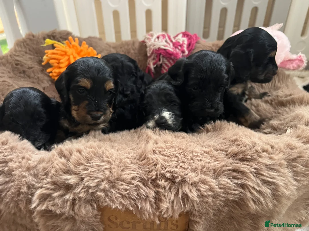 Cockapoo dogs for sale: Beautiful f1 Cockapoo puppies  - Advert 1