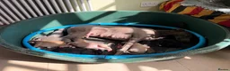 Whippet dogs for sale: Beautiful KC Whippet Puppies - Advert 16