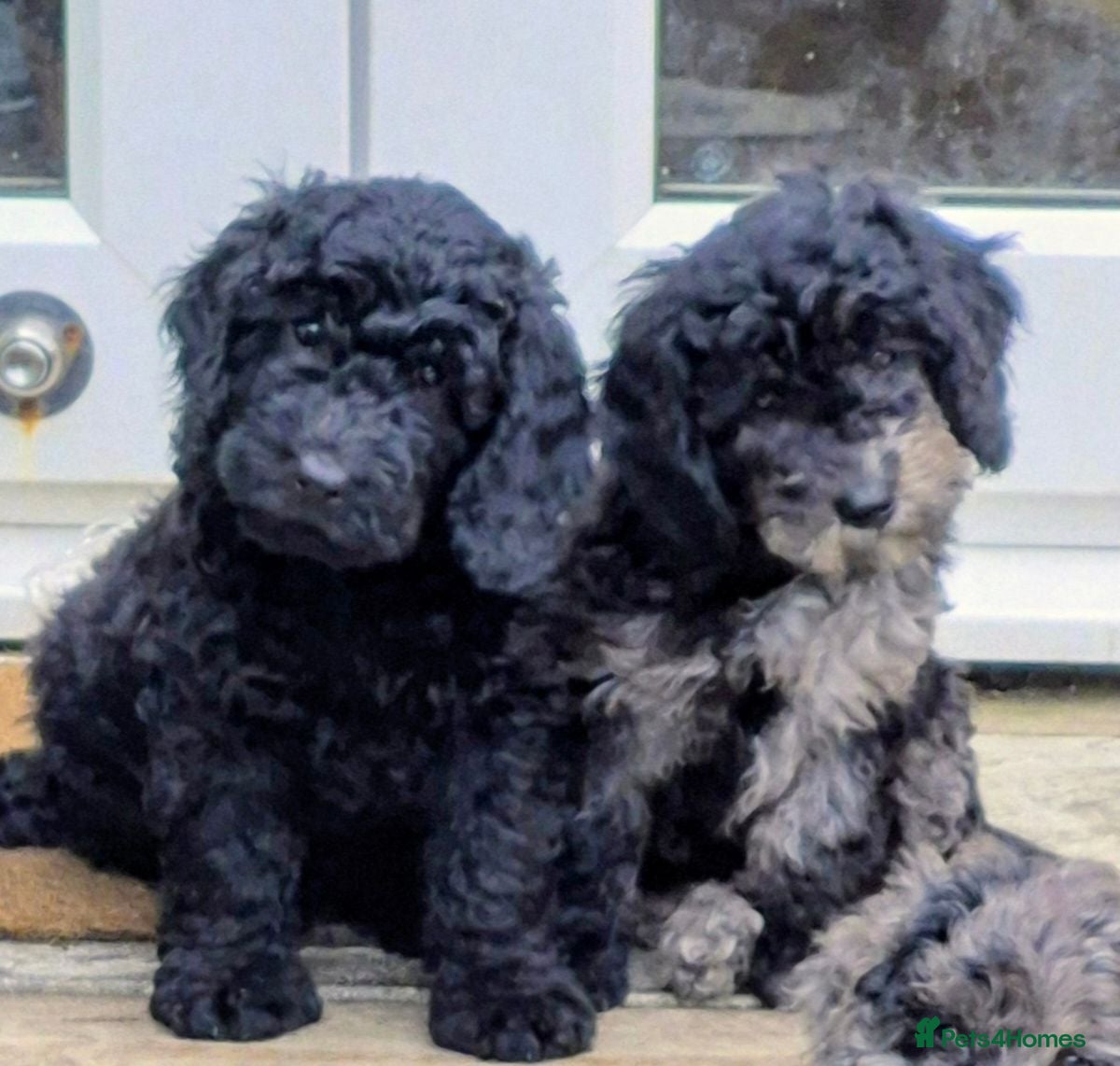 Cockapoo dogs Cockapoo F1b Puppies  - Advert 1
