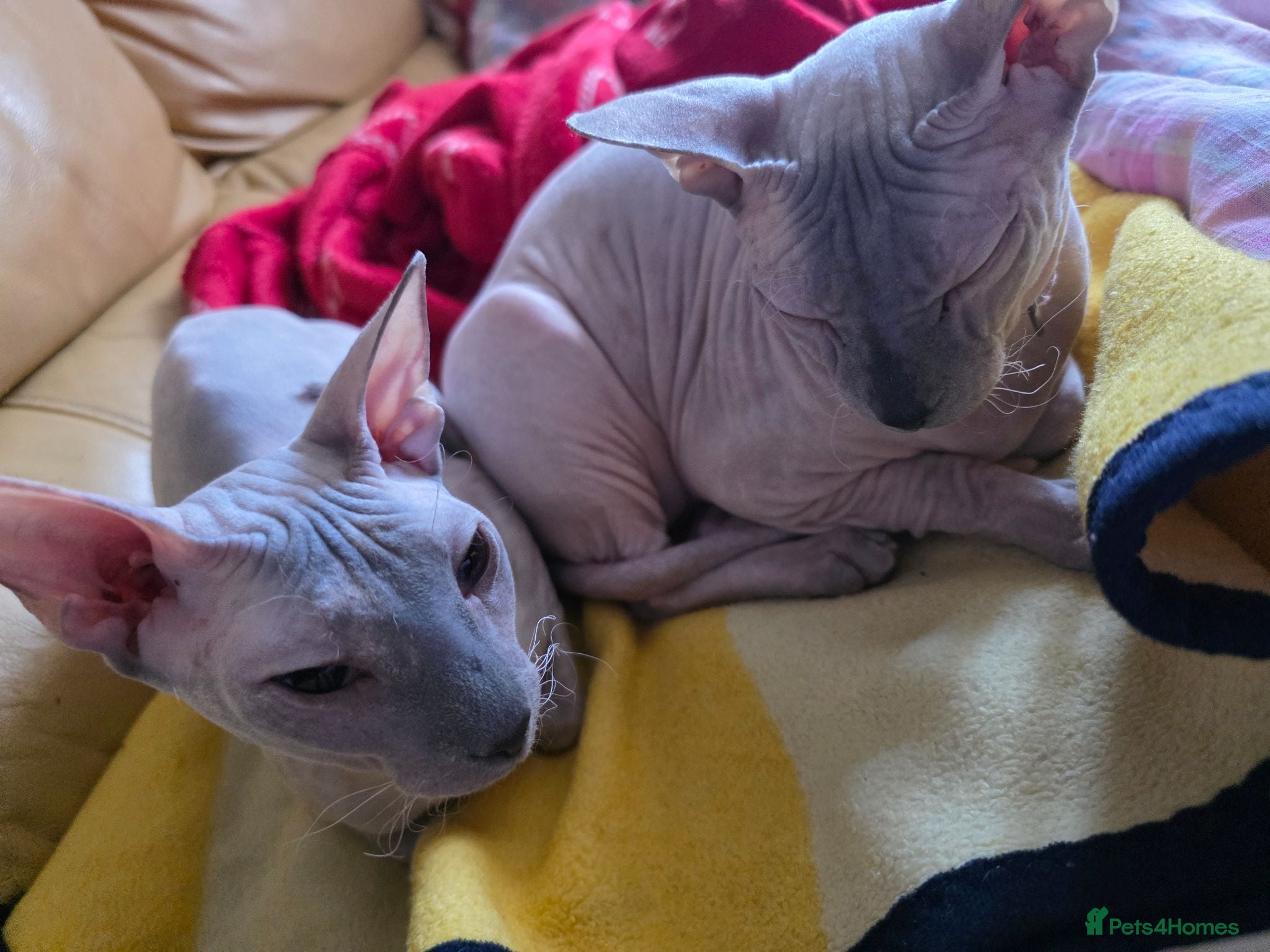 Sphynx cats Urgent home needed Two Beautiful Sphynx Girls  - Advert 1
