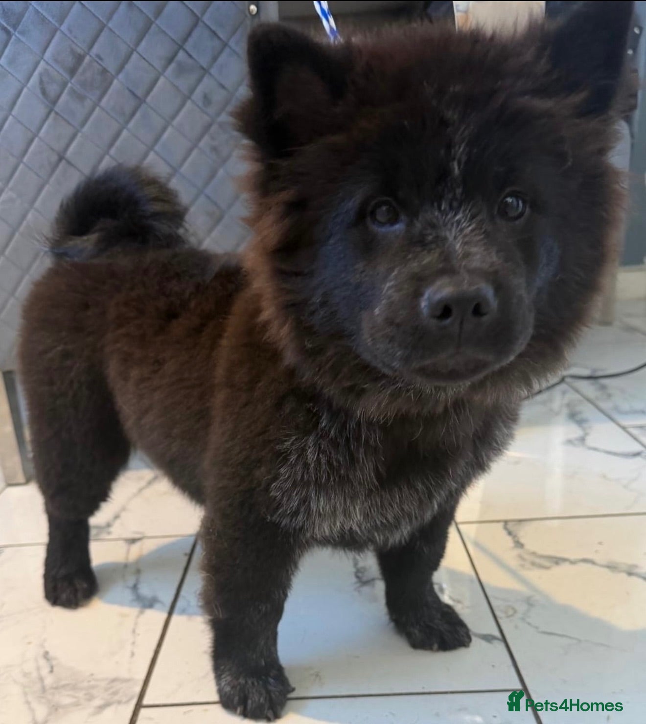 Mixed Breed dogs Chow Cross French Bulldog Puppies - Advert 2