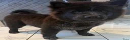 Mixed Breed dogs for sale: Chow Cross French Bulldog Puppies - Advert 6