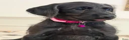 Weimaraner dogs for sale: Adorable Weimadoodle  Puppies - Advert 9