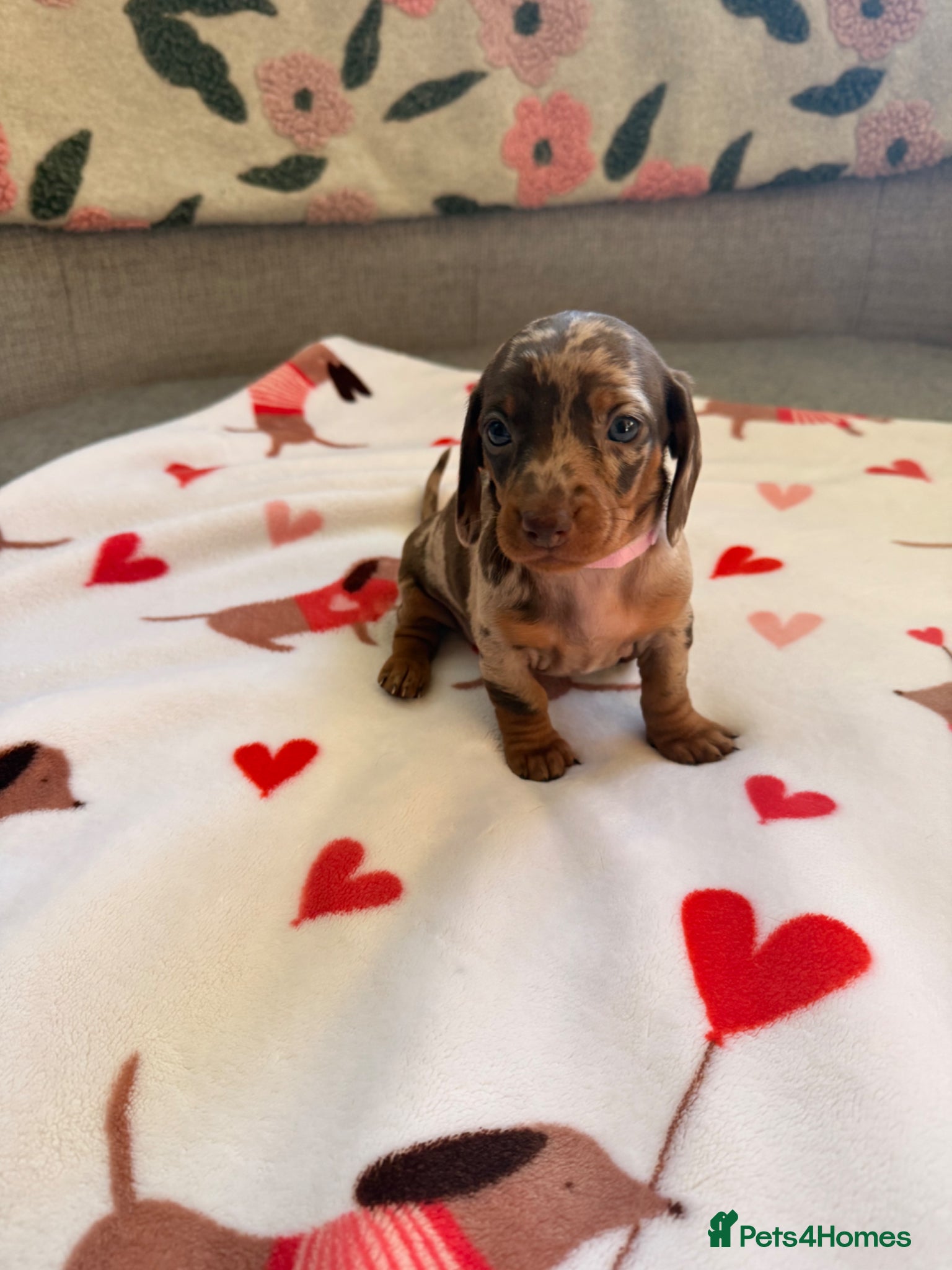 Dachshund dogs Beautiful dachshund puppies  - Advert 1