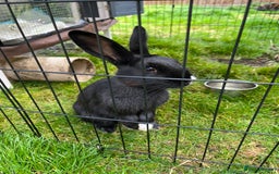 Havana rabbits for sale: Rabbit  - Image 3