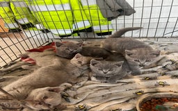 British Shorthair cats for sale: ⭐️British shorthair kittens (LAST 2)⭐️⭐️⭐️ - Image 1