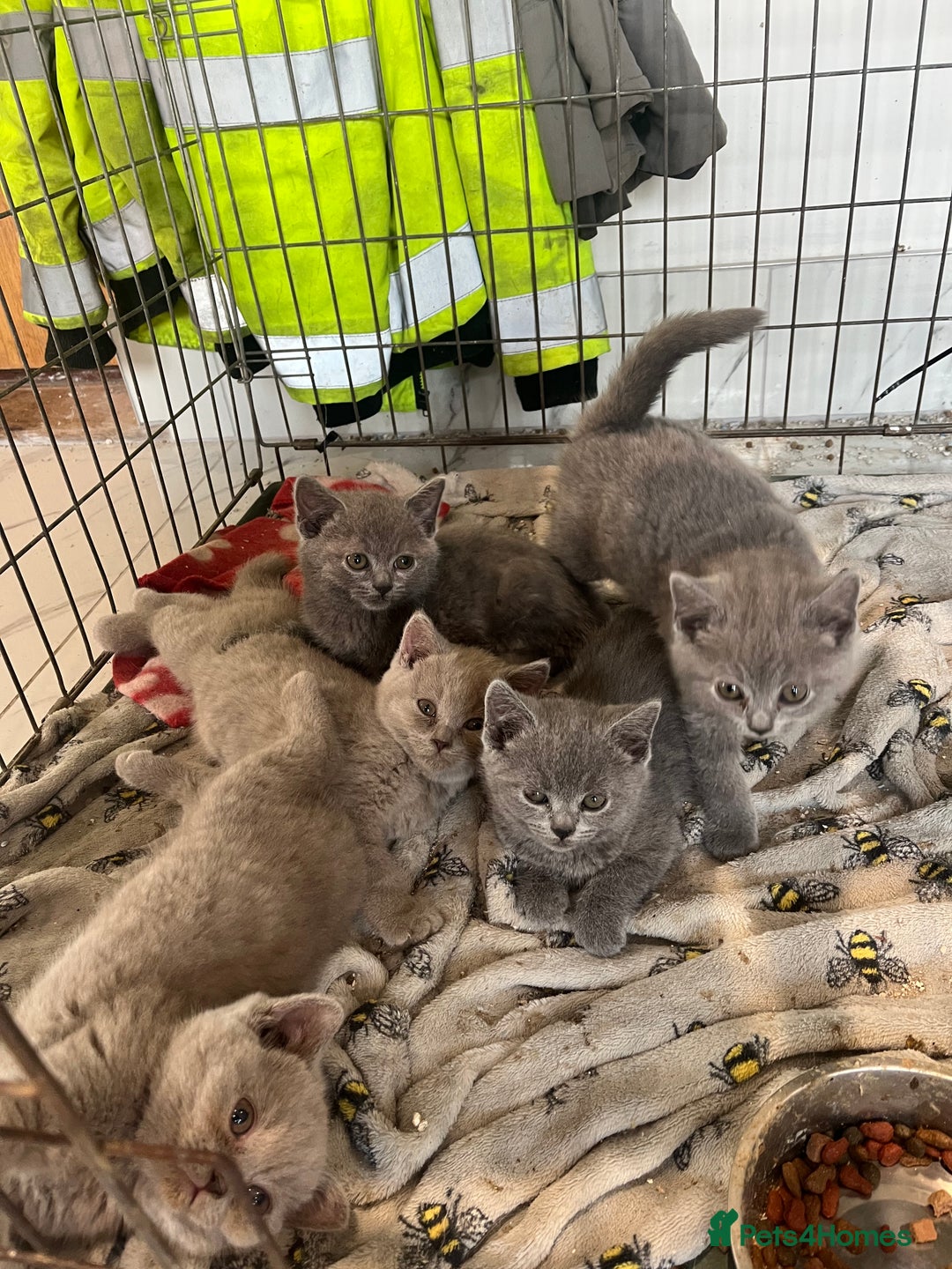 British Shorthair cats for sale: ⭐️British shorthair kittens (LAST 2)⭐️⭐️⭐️ - Image 1