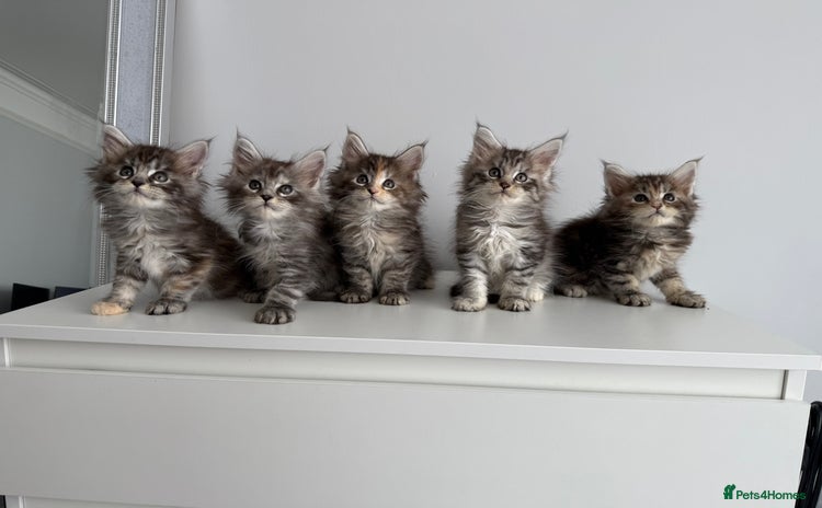 Maine Coon cats - Advert 4