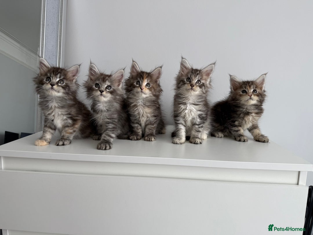 Maine Coon cats for sale: Stunning TICA Maine Coon girls - Image 1