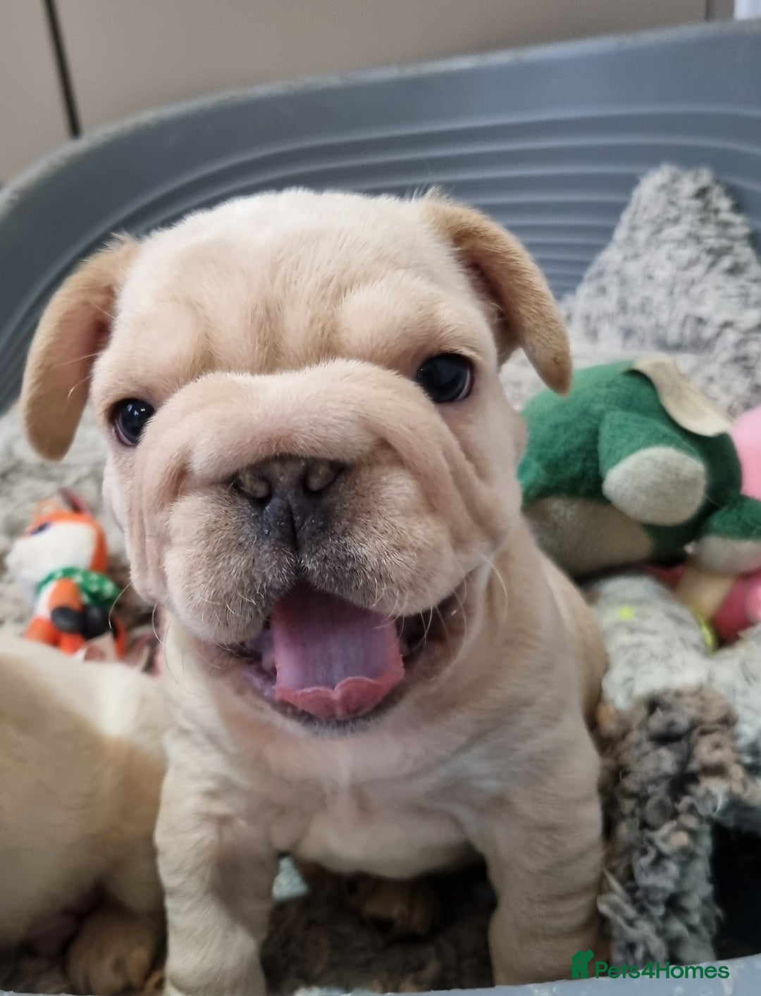 French Bulldog dogs for sale: 2 fluffy and pink carrier pups left  - Advert 6