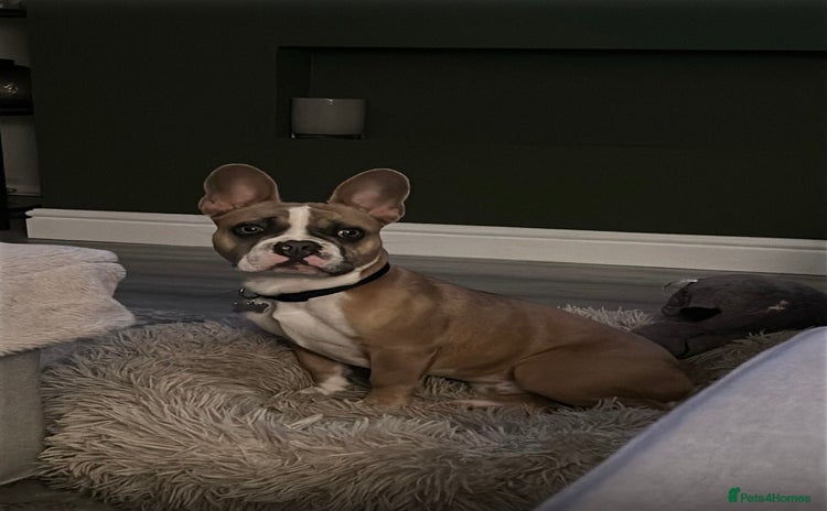 French Bulldog dogs 7 month old French Bulldog FORSALE  - Advert 11