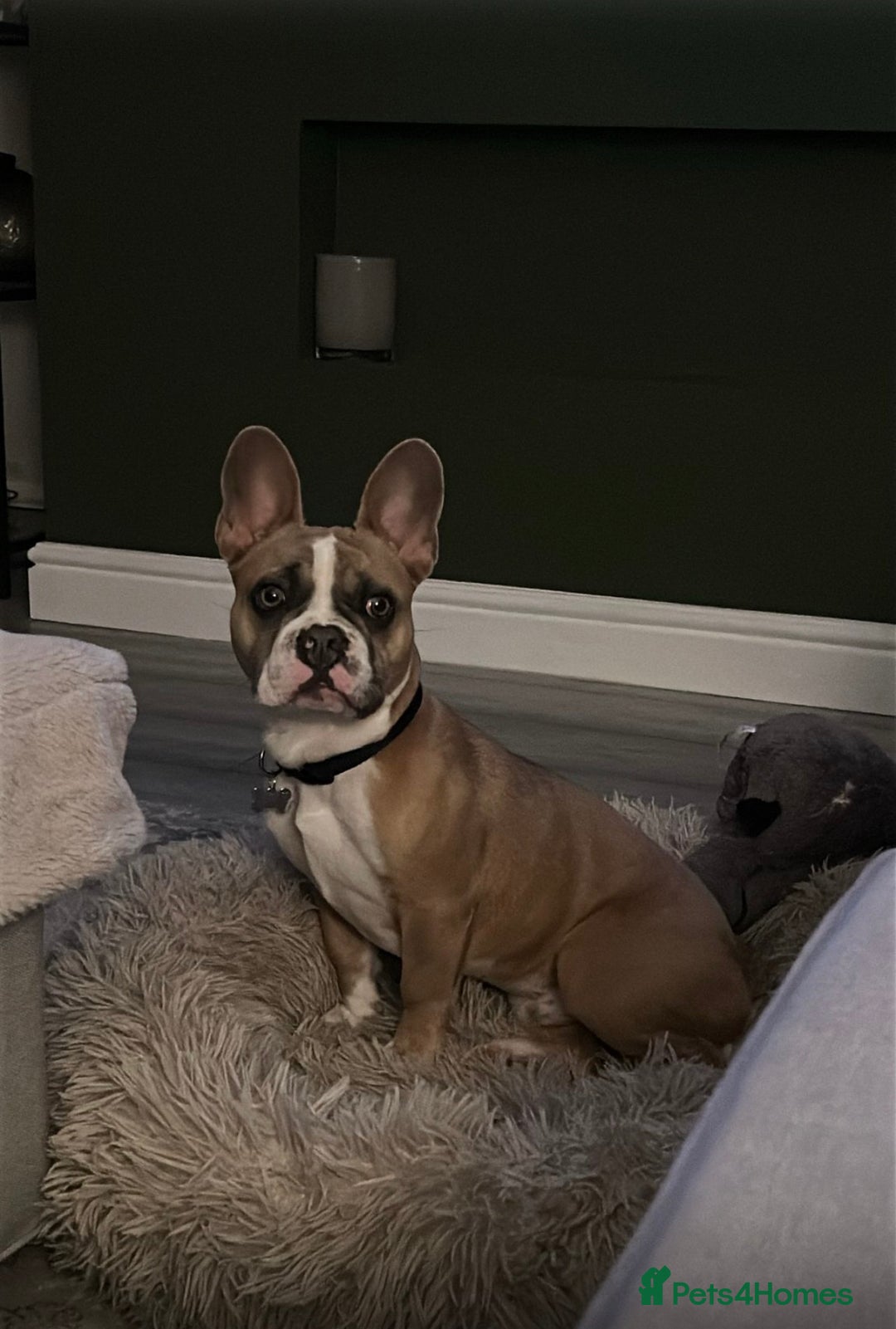 French Bulldog dogs for sale: 7 month old French Bulldog FORSALE  - Advert 1