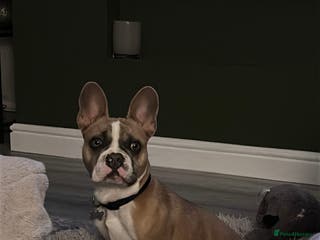 French Bulldog dogs 7 month old French Bulldog FORSALE - Advert 10