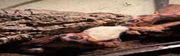 Boa Snake reptiles for sale: Brazilian Rainbow Boa and glass terrarium - Advert 9