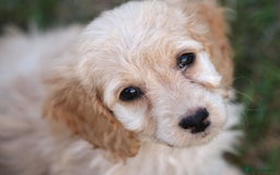 Cockapoo dogs for sale: Most Beautiful Cockerpoo s - Image 2