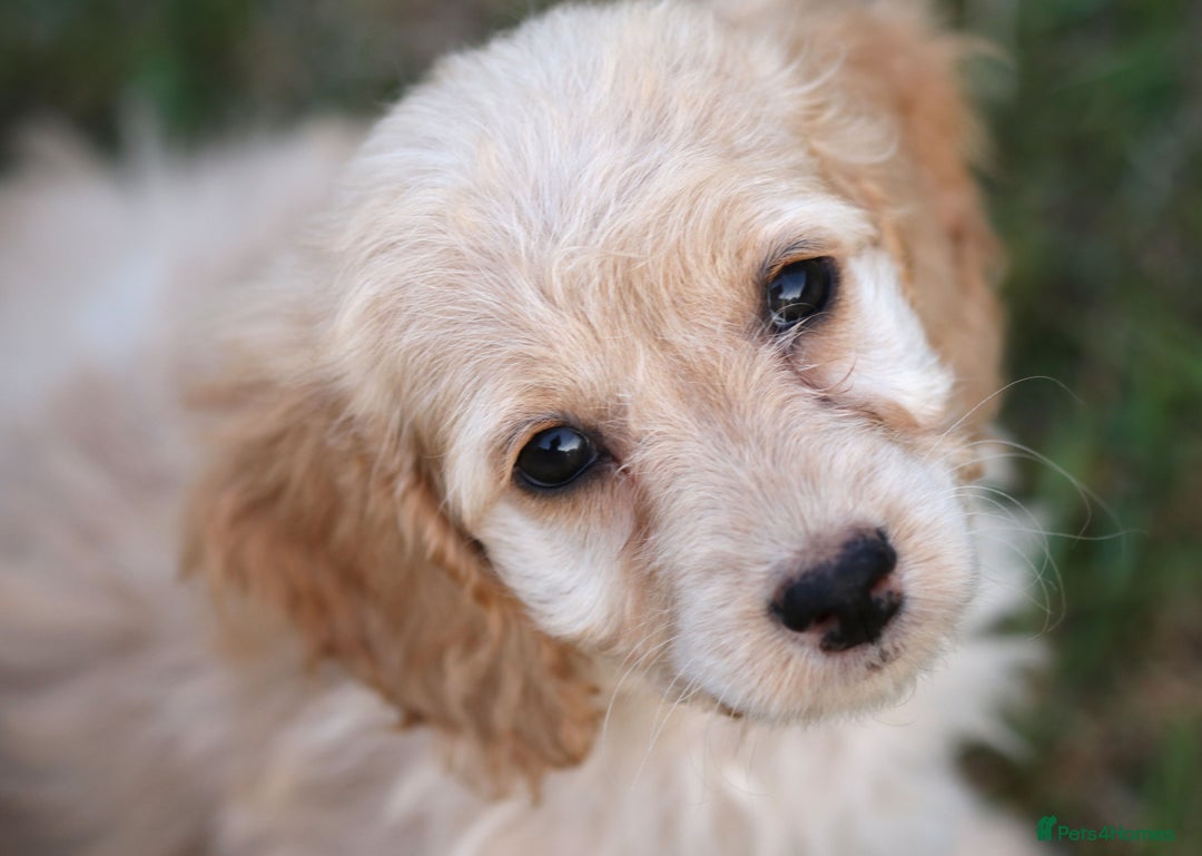 Cockapoo dogs for sale: Most Beautiful Cockerpoo s - Image 2