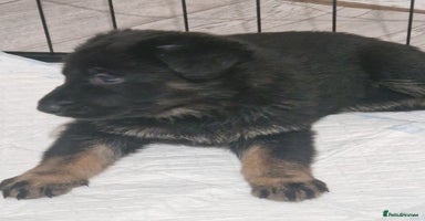 German Shepherd dogs - Advert 3