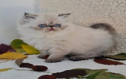 Persian cats for sale: Persian Kittens - Image 4