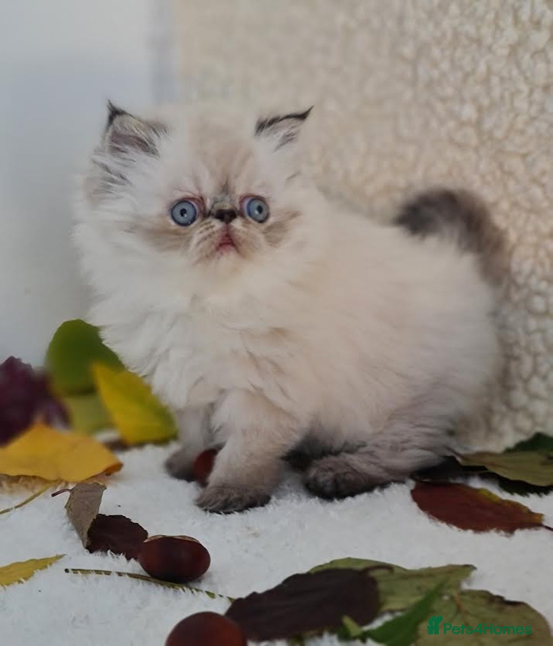 Persian cats for sale: Persian Kittens - Image 4