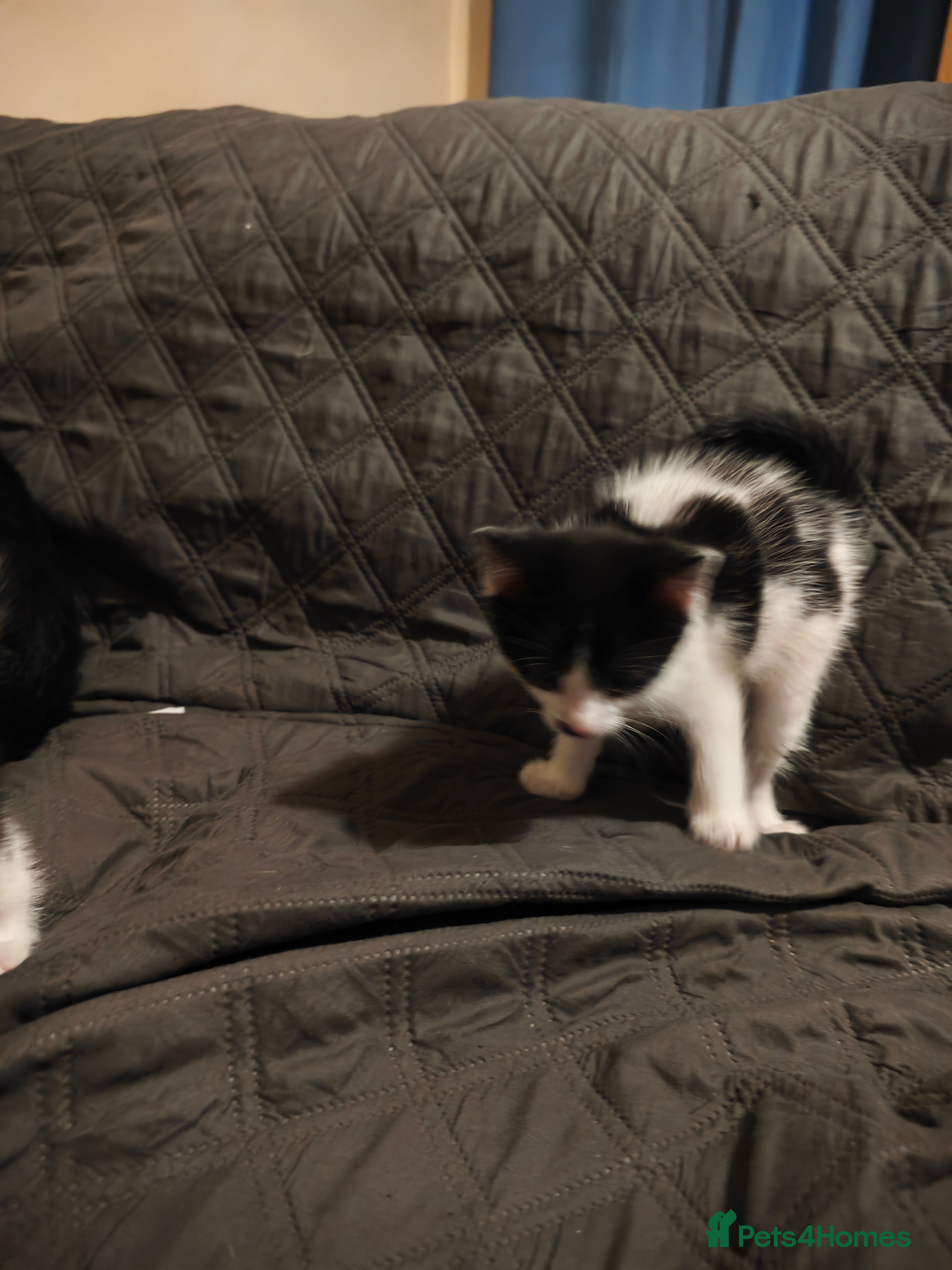 Mixed Breed cats for sale: kittens  - Advert 9