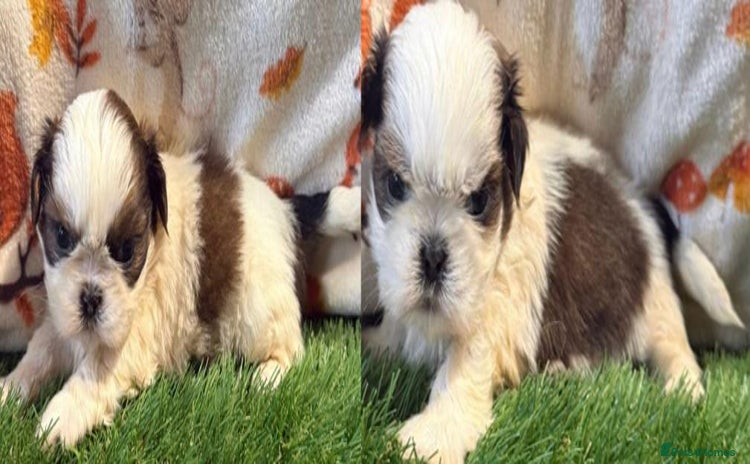 Shih Tzu dogs - Advert 1