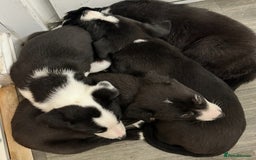 Mixed Breed dogs for sale: Border Collie x Whippet  - Image 1