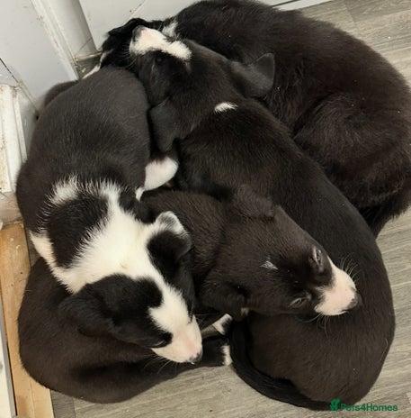 Mixed Breed dogs - Advert 1