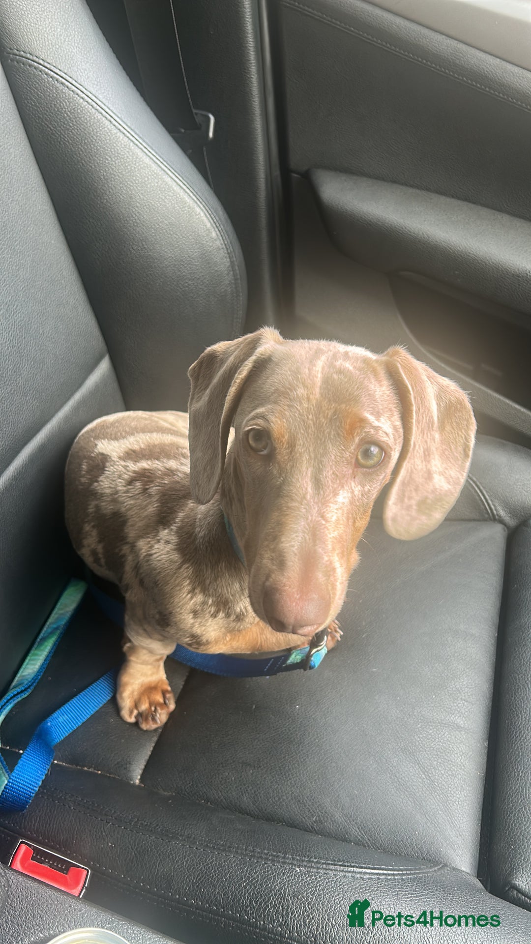 Miniature Dachshund dogs for sale: Miniature Dachshund - Advert 6