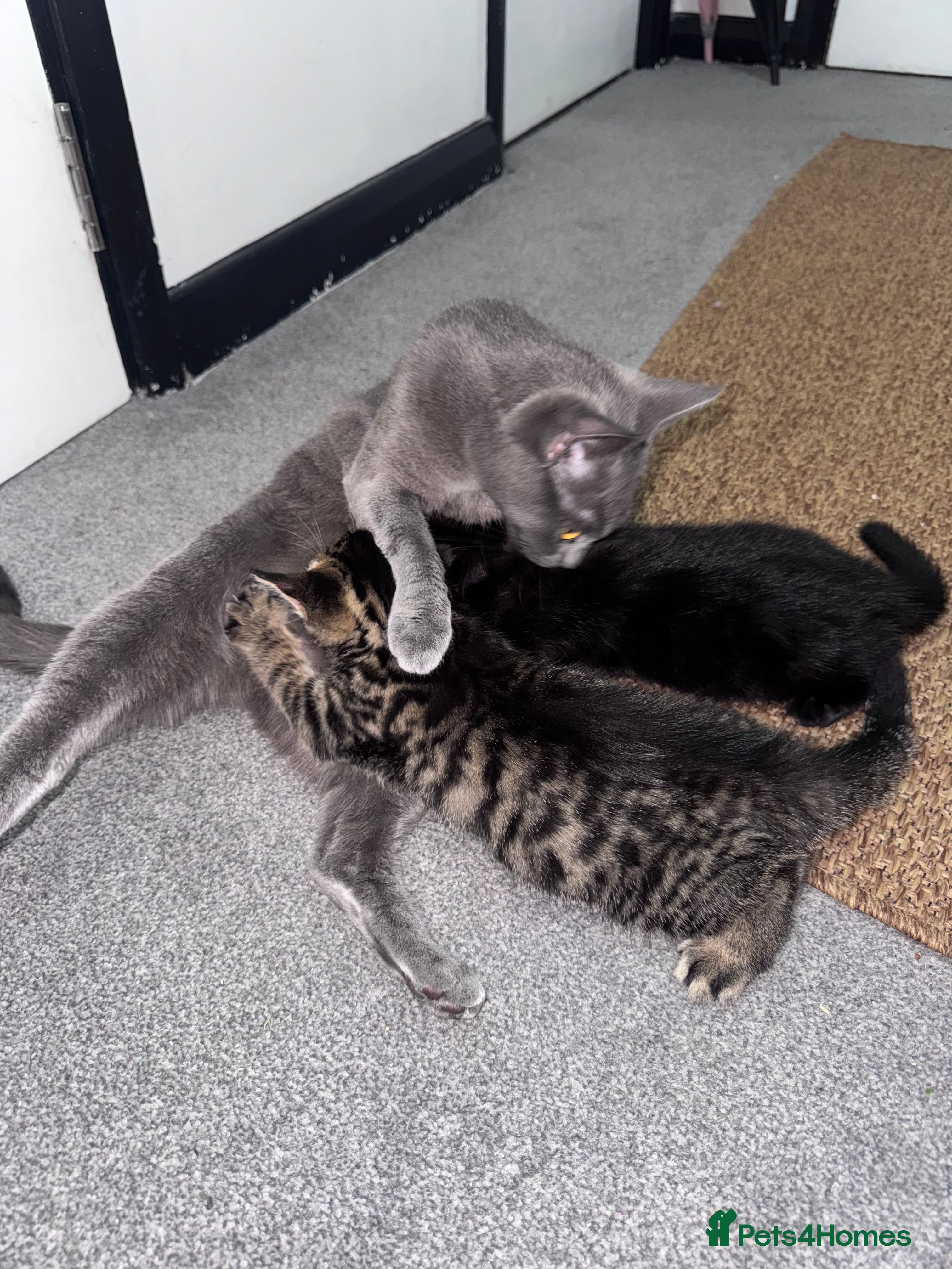 Mixed Breed cats Kittens for sale  - Advert 4