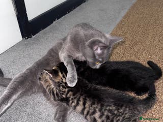 Mixed Breed cats Kittens for sale - Advert 11