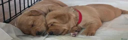 Labrador Retriever dogs for sale: Labrador Retriever  - Advert 10