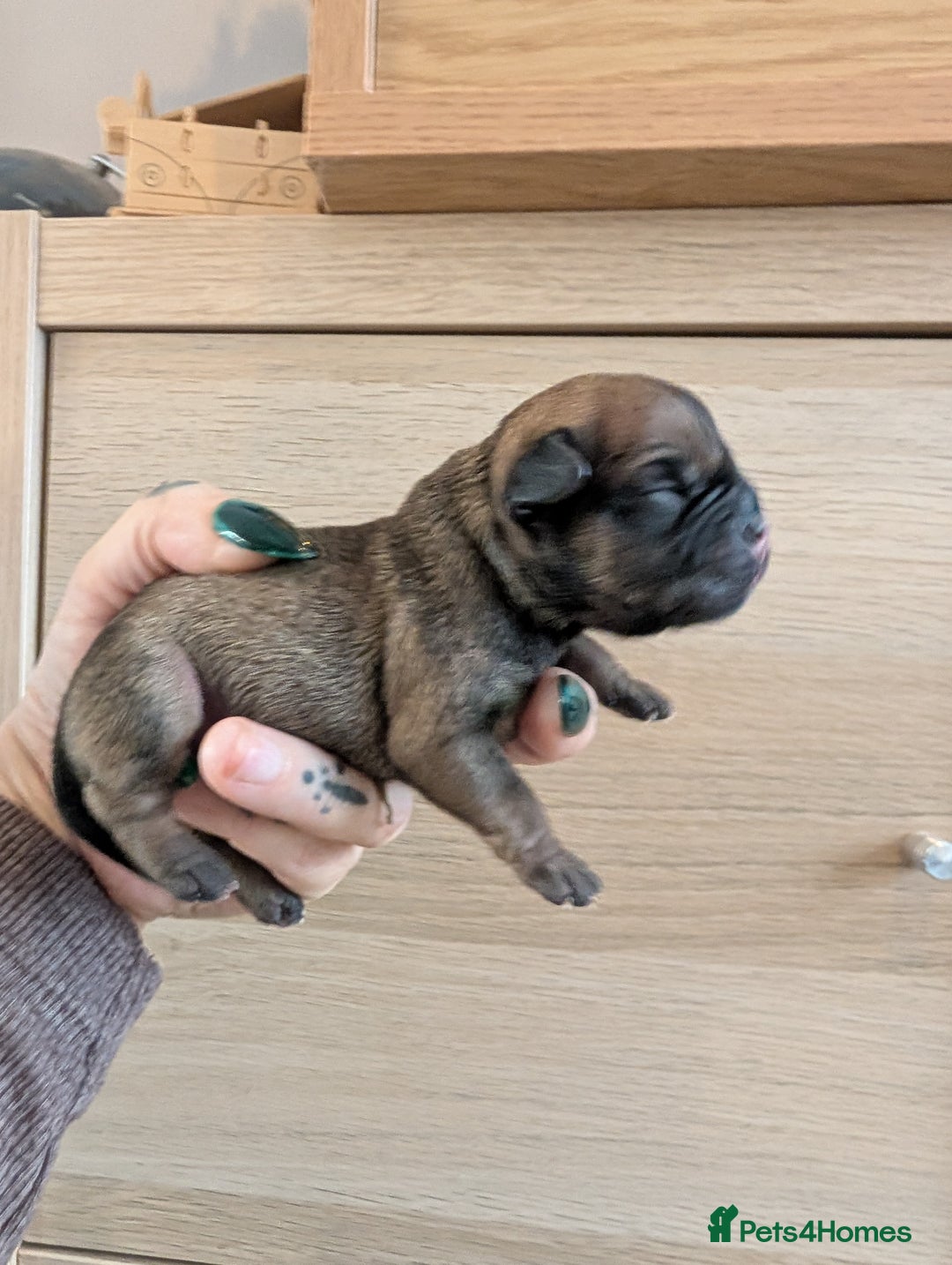 Mixed Breed dogs for sale: 75% Frenchie puppies - Advert 9