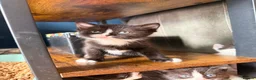 Mixed Breed cats for sale: 4 Beautiful kittens looking for their forever home - Advert 5