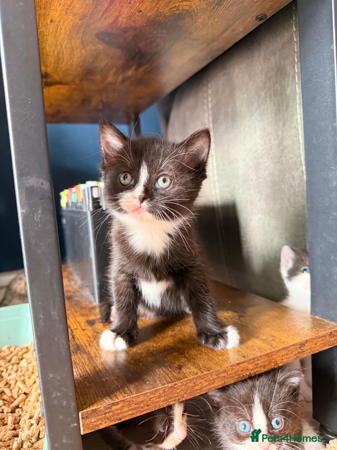 Mixed Breed cats for sale: 4 Beautiful kittens looking for their forever home - Advert 5