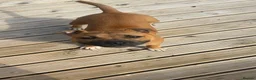 Staffordshire Bull Terrier dogs for sale: Red female staff puppy - Advert 6