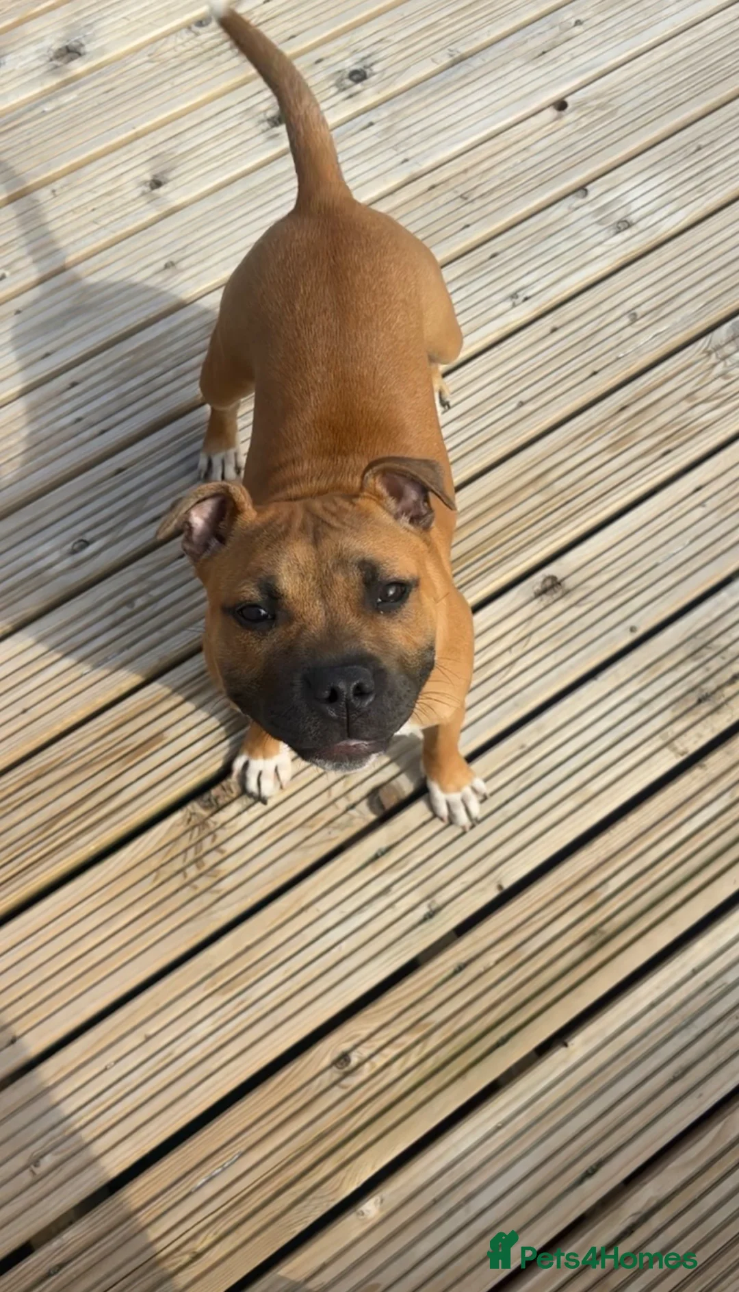 Staffordshire Bull Terrier dogs for sale: Red female staff puppy - Advert 6