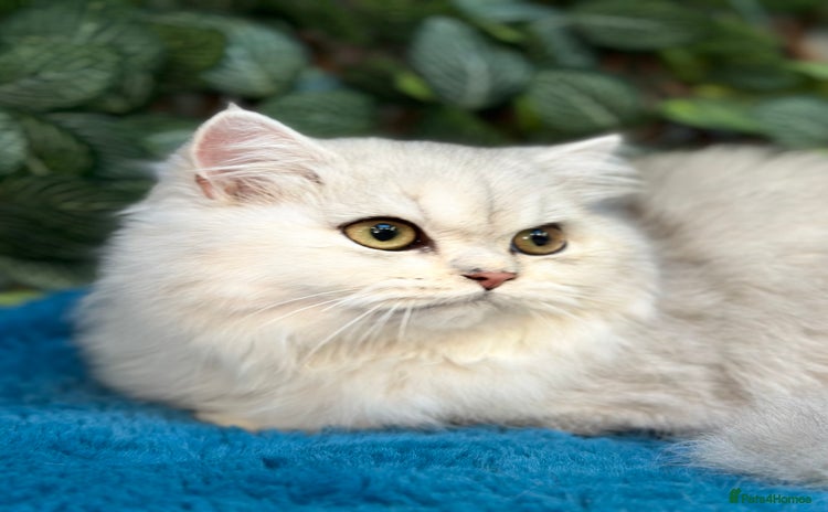 British Shorthair cats in Feltham - Advert 5