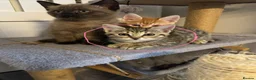 Mixed Breed cats for sale: Beautiful loved kittens  in Abingdon - Advert 4