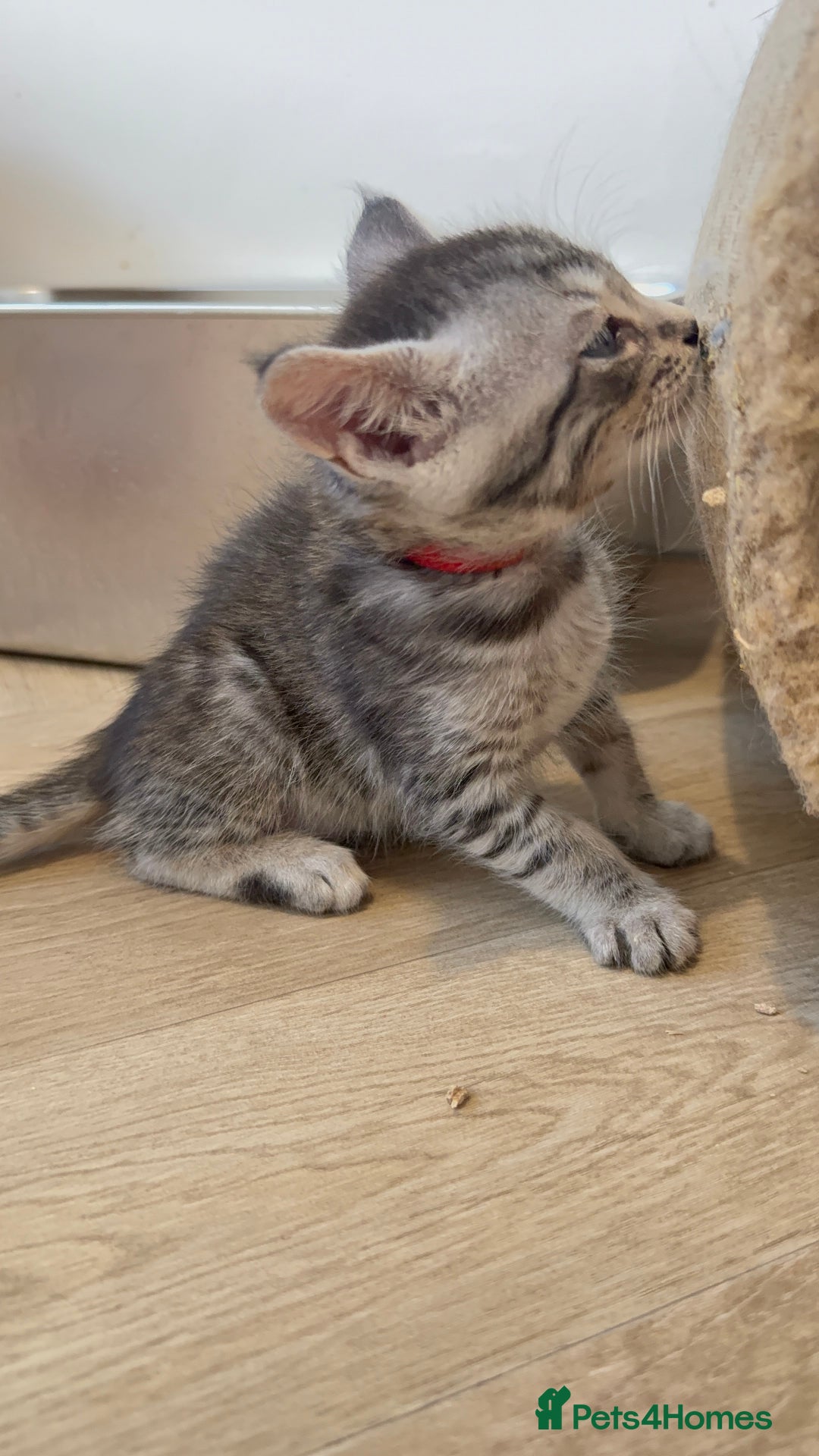 Mixed Breed cats for sale: Maine Coon x Savannah Kittens - Advert 22