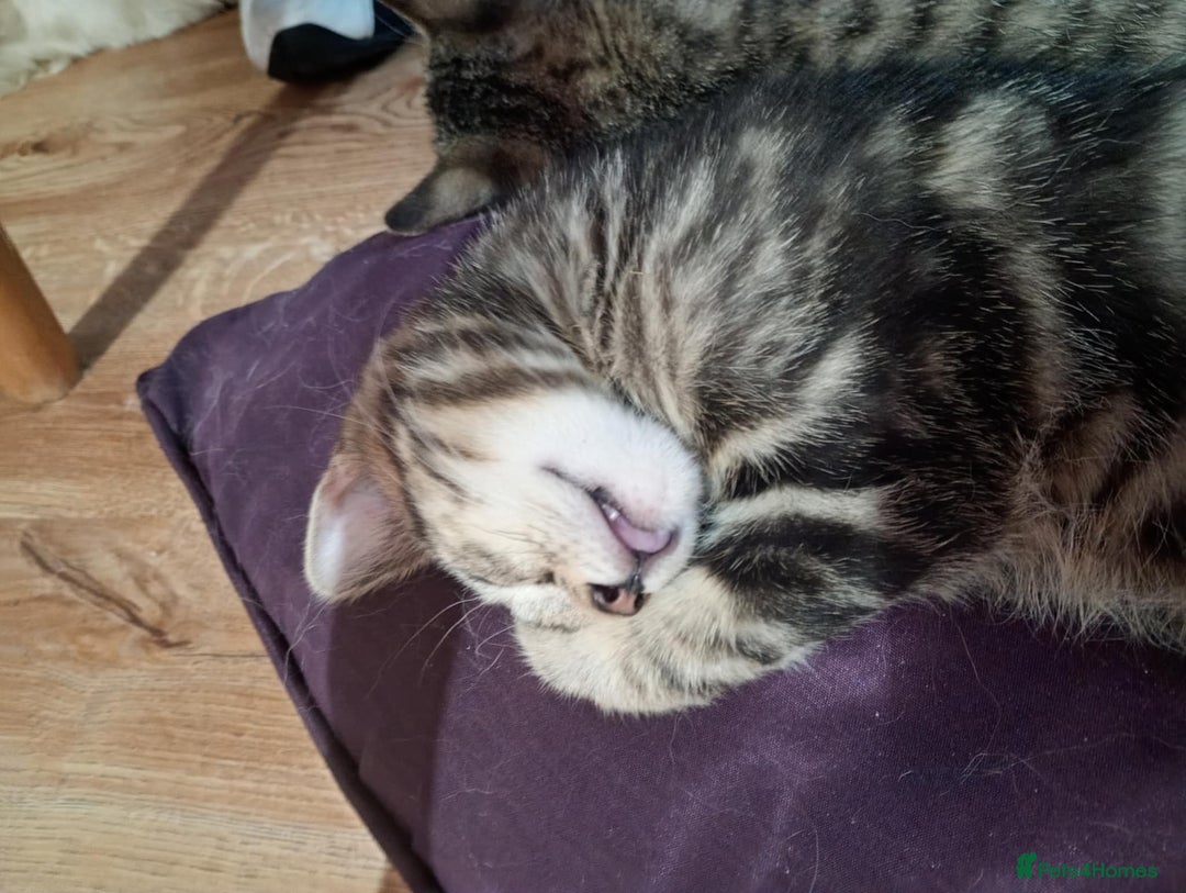 York Chocolate cats for sale: Very cute cats who needs to go to home! - Image 8
