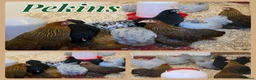 Chickens poultry for sale: Female bantams- Silkies, Polish, Pekins and Booted - Advert 2