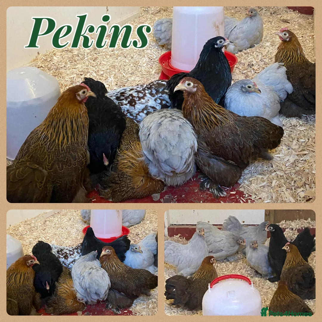 Chickens poultry for sale: Female bantams- Silkies, Polish, Pekins and Booted - Advert 2