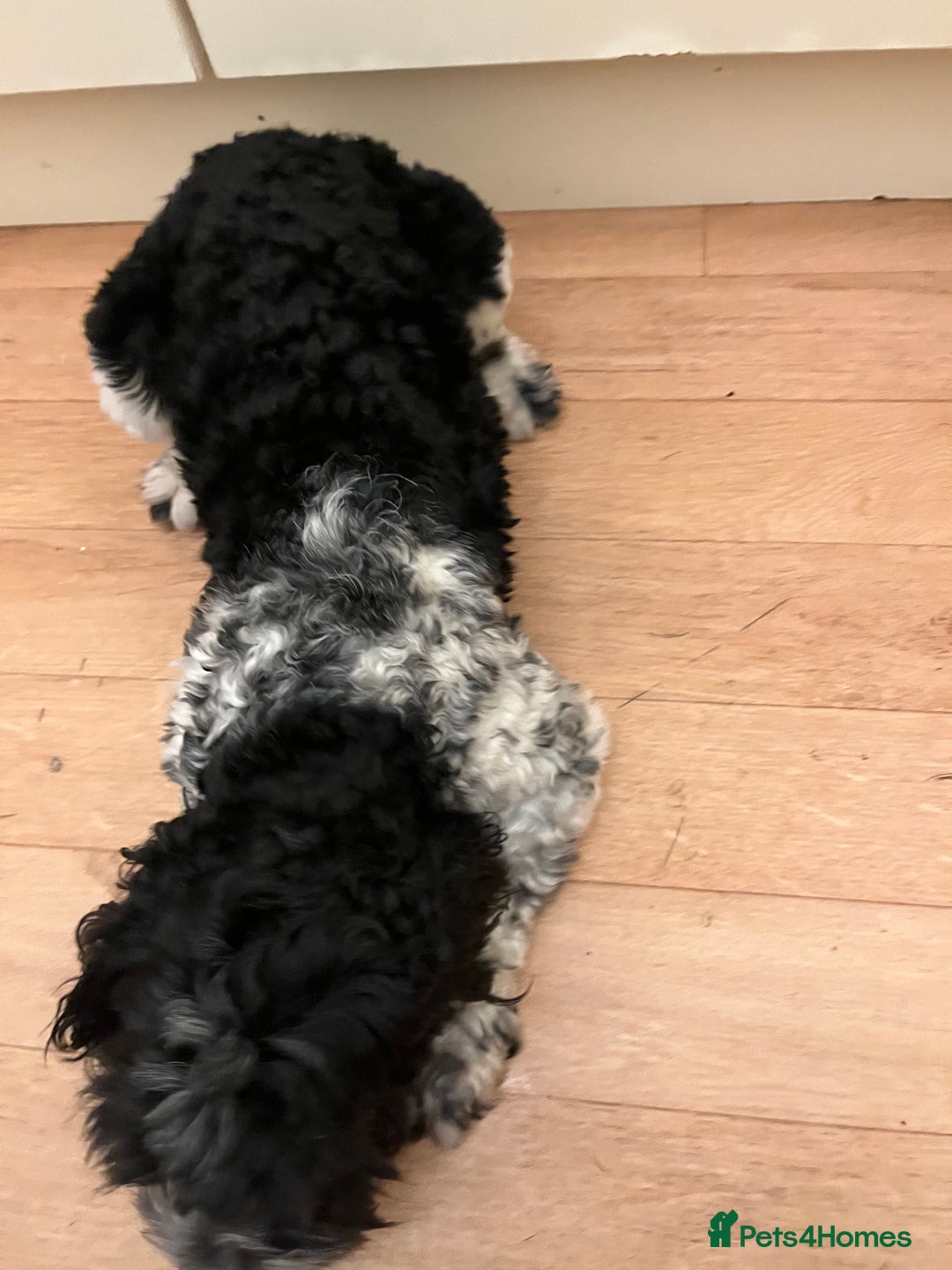 Cockapoo dogs for sale: 2year old cockerpoo boy - Advert 8