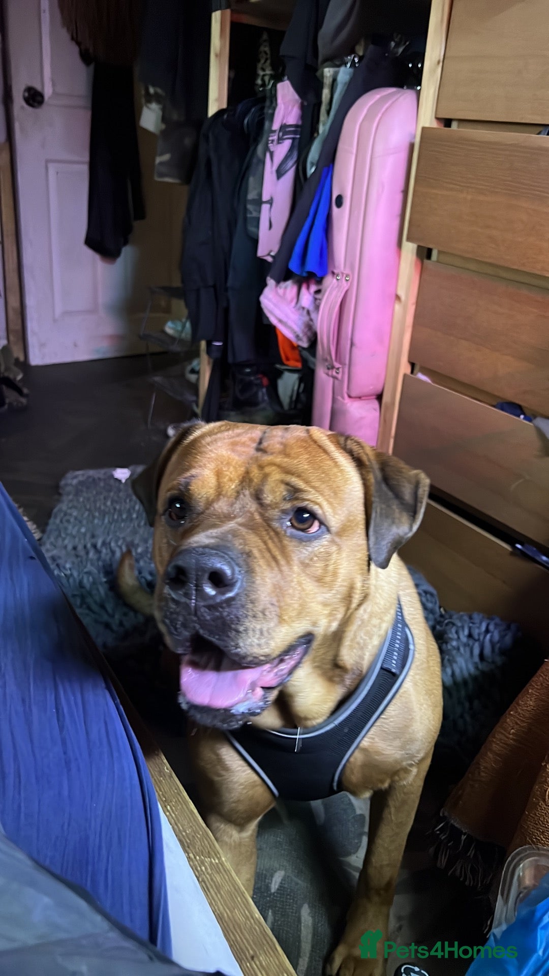 Mixed Breed dogs Presa x Rottweiler bitch  - Advert 3