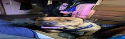 Mixed Breed dogs for sale: Presa x Rottweiler bitch  - Advert 1