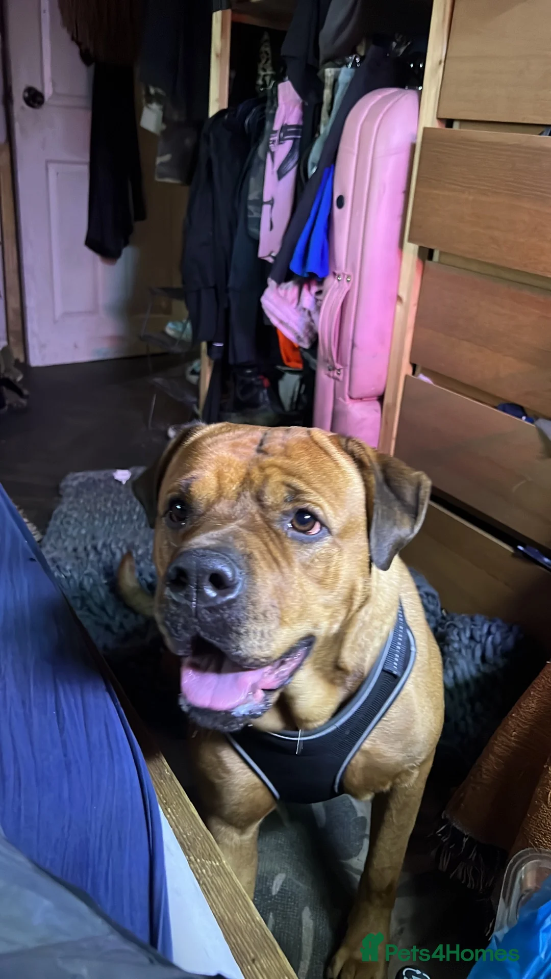 Mixed Breed dogs for sale: Presa x Rottweiler bitch  - Advert 1