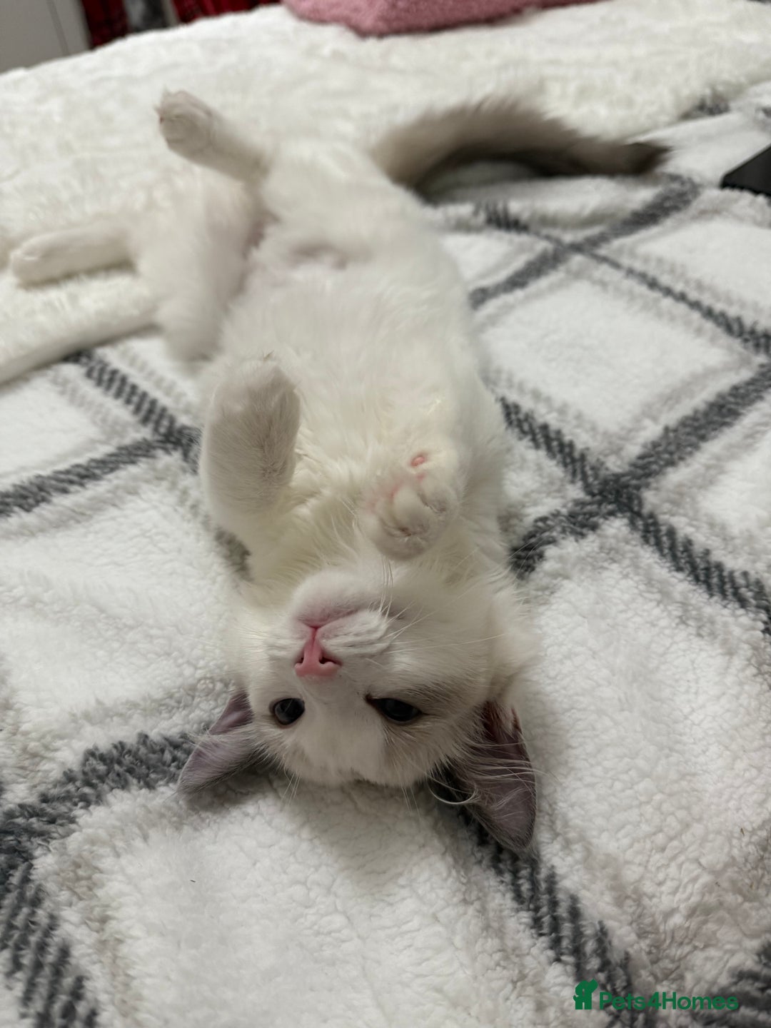 Ragdoll cats for sale: Male Ragdoll - Advert 2